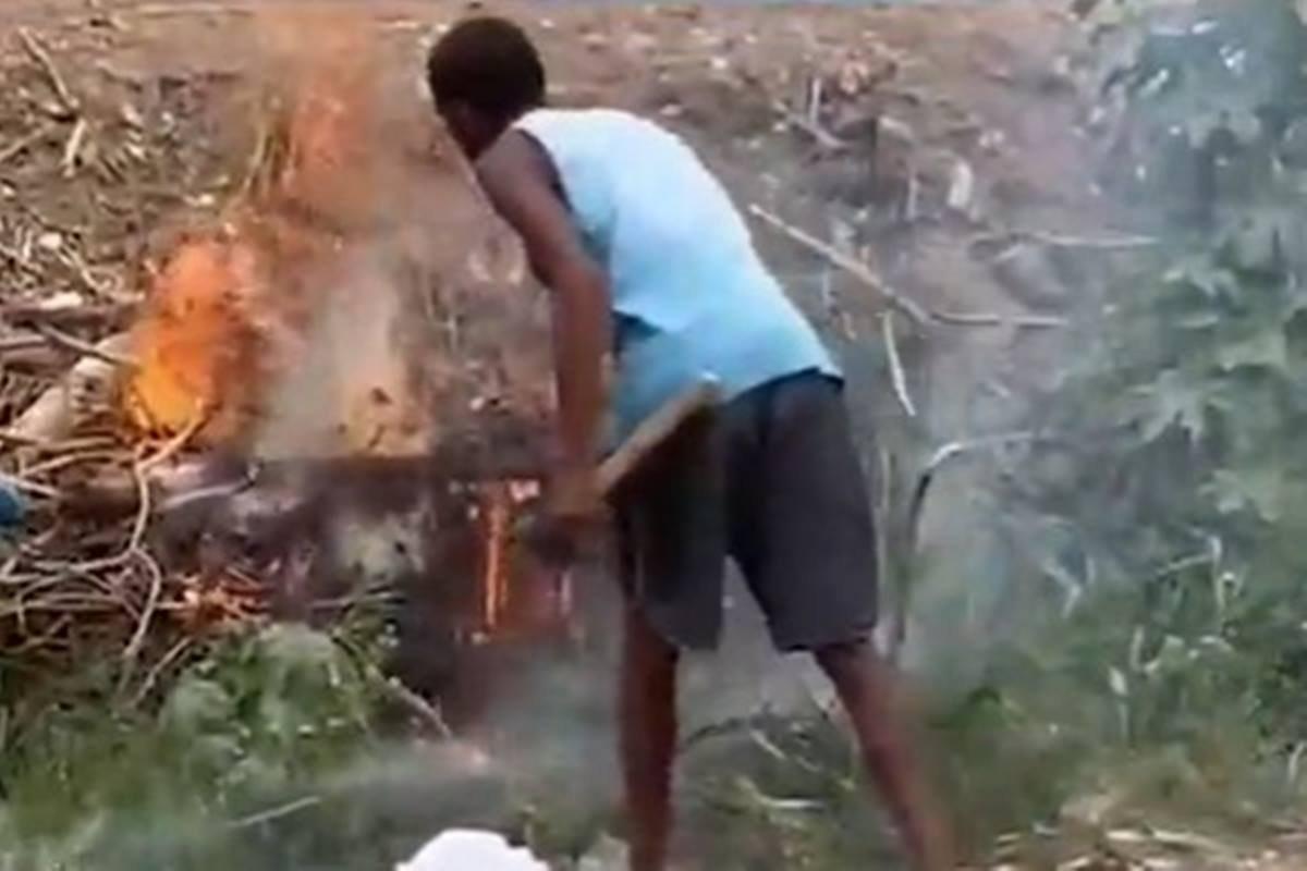 Homem ateia fogo em cadela e sete filhotes