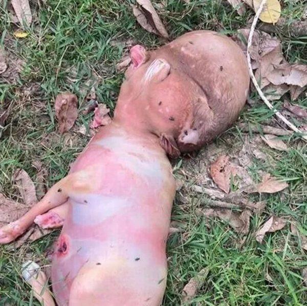 Bezerro nasce com ‘cabeça humana’ em vilarejo na Tailândia e gera desconfiança entre moradores