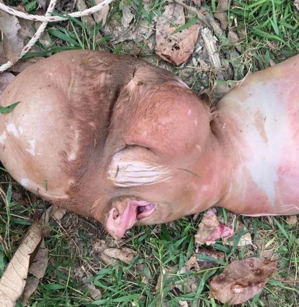 Bezerro nasce com ‘cabeça humana’ em vilarejo na Tailândia e gera desconfiança entre moradores