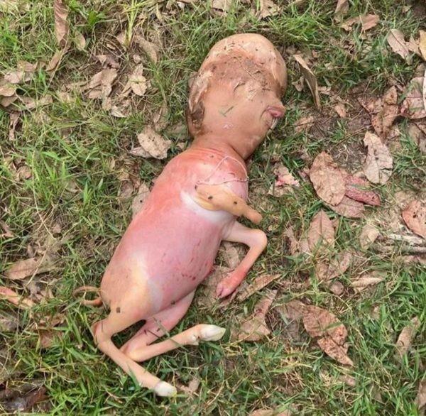 Bezerro nasce com ‘cabeça humana’ em vilarejo na Tailândia e gera desconfiança entre moradores