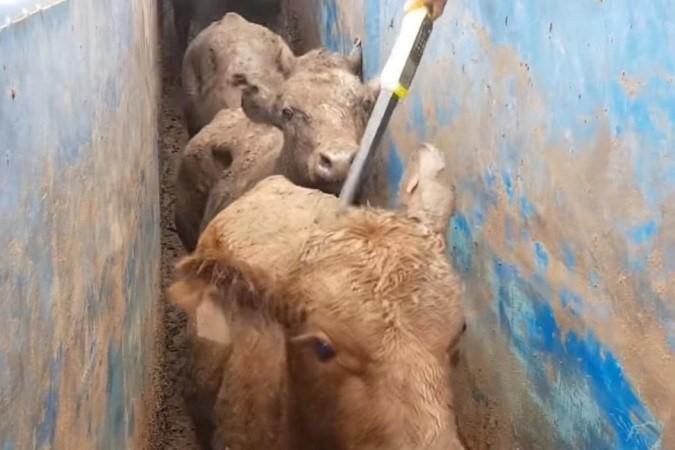 Navio com 19 mil bois do Brasil espalha mau cheiro e causa revolta em idade da África do Sul
