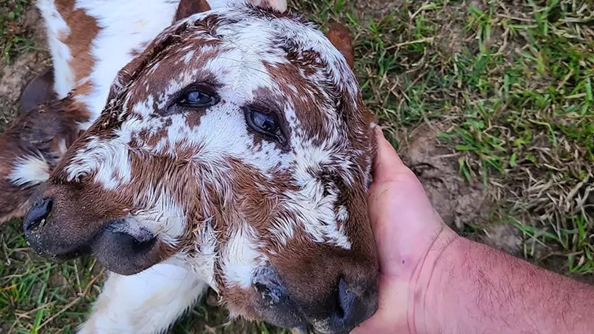 Bezerro com duas cabeças e quatro olhos completa 20 dias e intriga a web