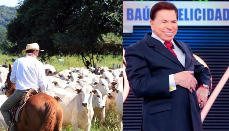 Silvio Santos já foi dono de fazenda com 10 mil cabeças de gado