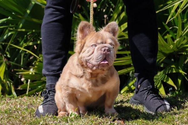 Conheça “cachorro mais valioso do mundo” que custa mais de R$ 600 mil