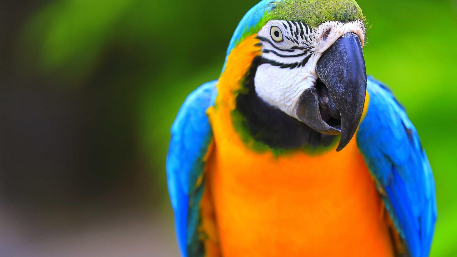 Homem descobre traição graças a papagaios: “Vem, o meu marido não está”