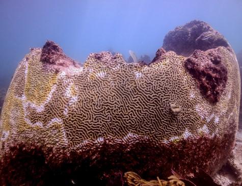 Mundo sofre novo episódio maciço de branqueamento de corais