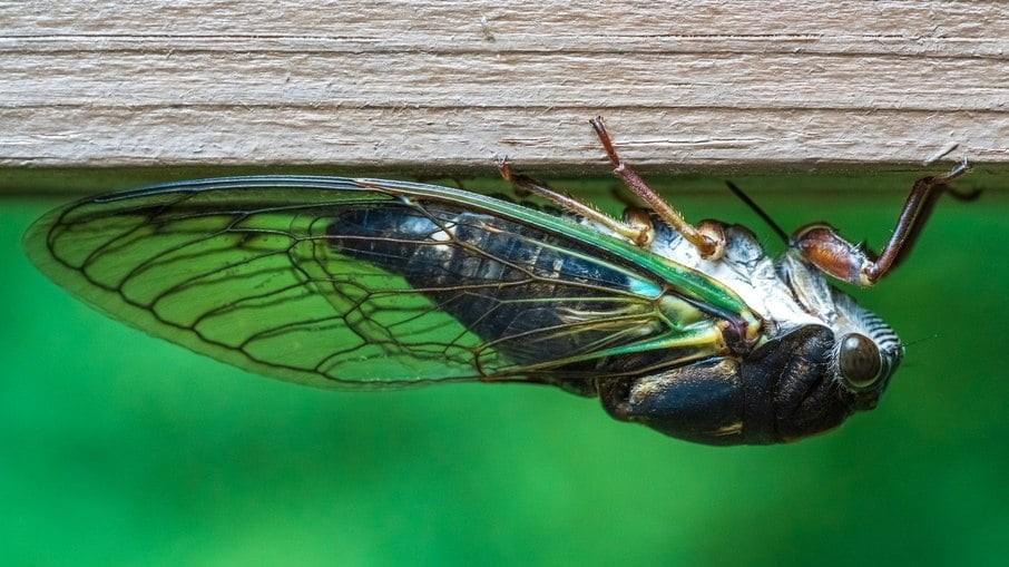 Fungo zumbi transforma cigarras em ‘saleiro da morte’