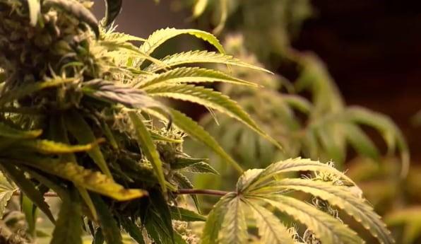 Em resposta ao STF, Senado aprova a PEC que criminaliza porte e posse de droga