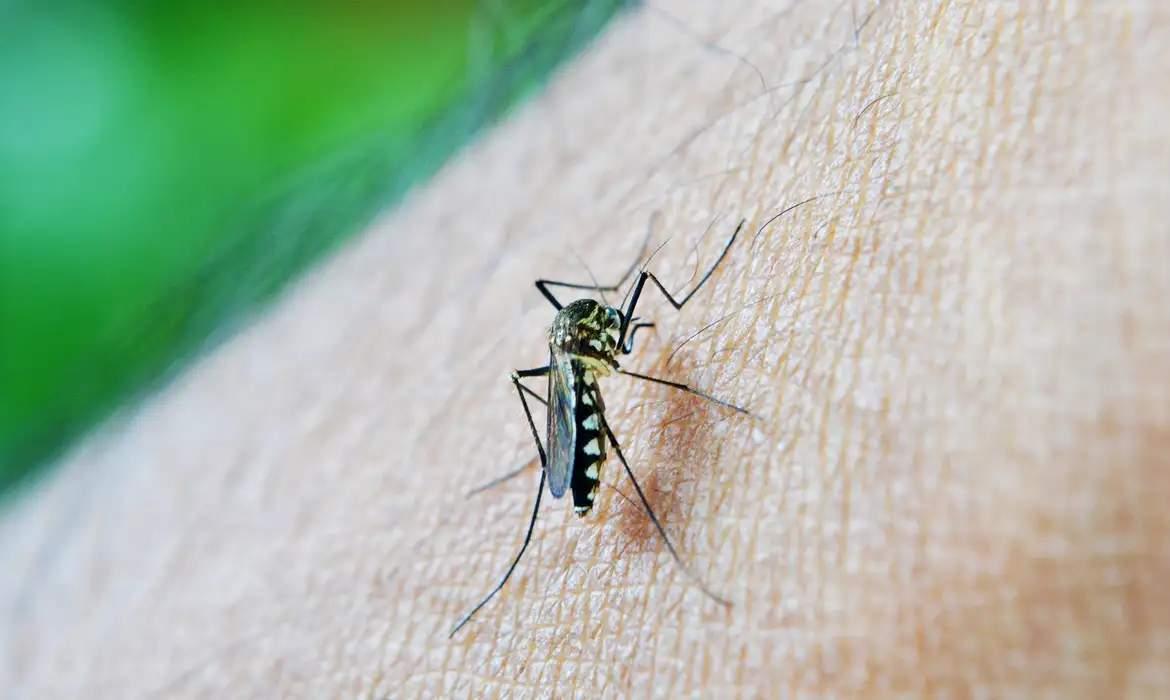 Chikungunya: ES registra 2 mortes pela doença; veja sintomas e diferenças da dengue