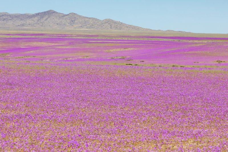 Fenômeno raro: como nascem as flores no Deserto do Atacama?