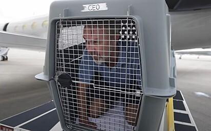 Empresário faz viagem de avião com cachorro para mostrar o que os animais sentem