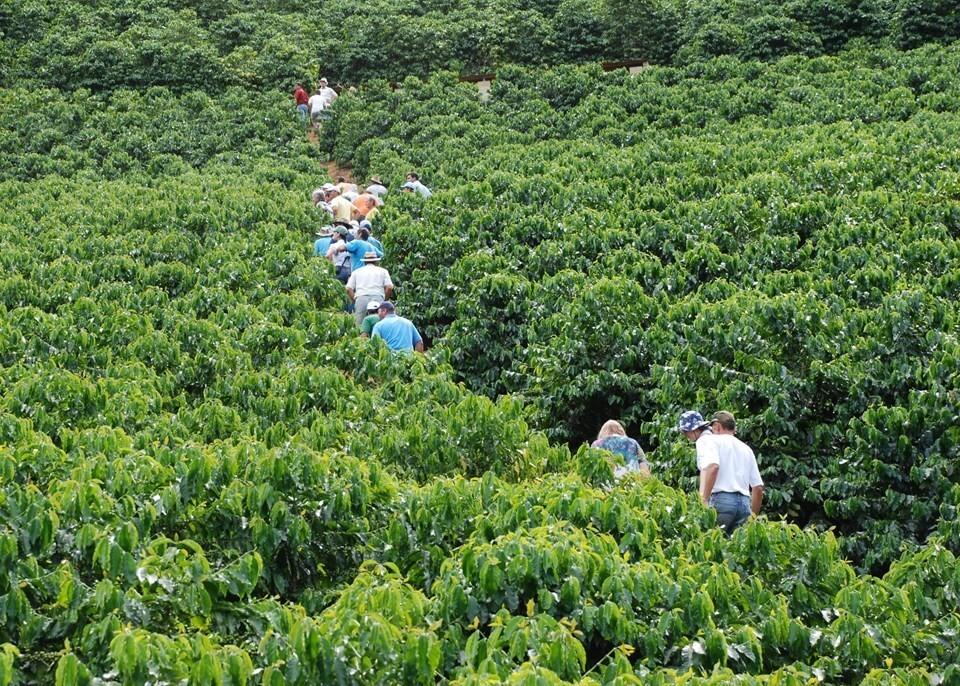 Incaper promove Dias de Campo sobre novas cultivares de café arábica no Espírito Santo