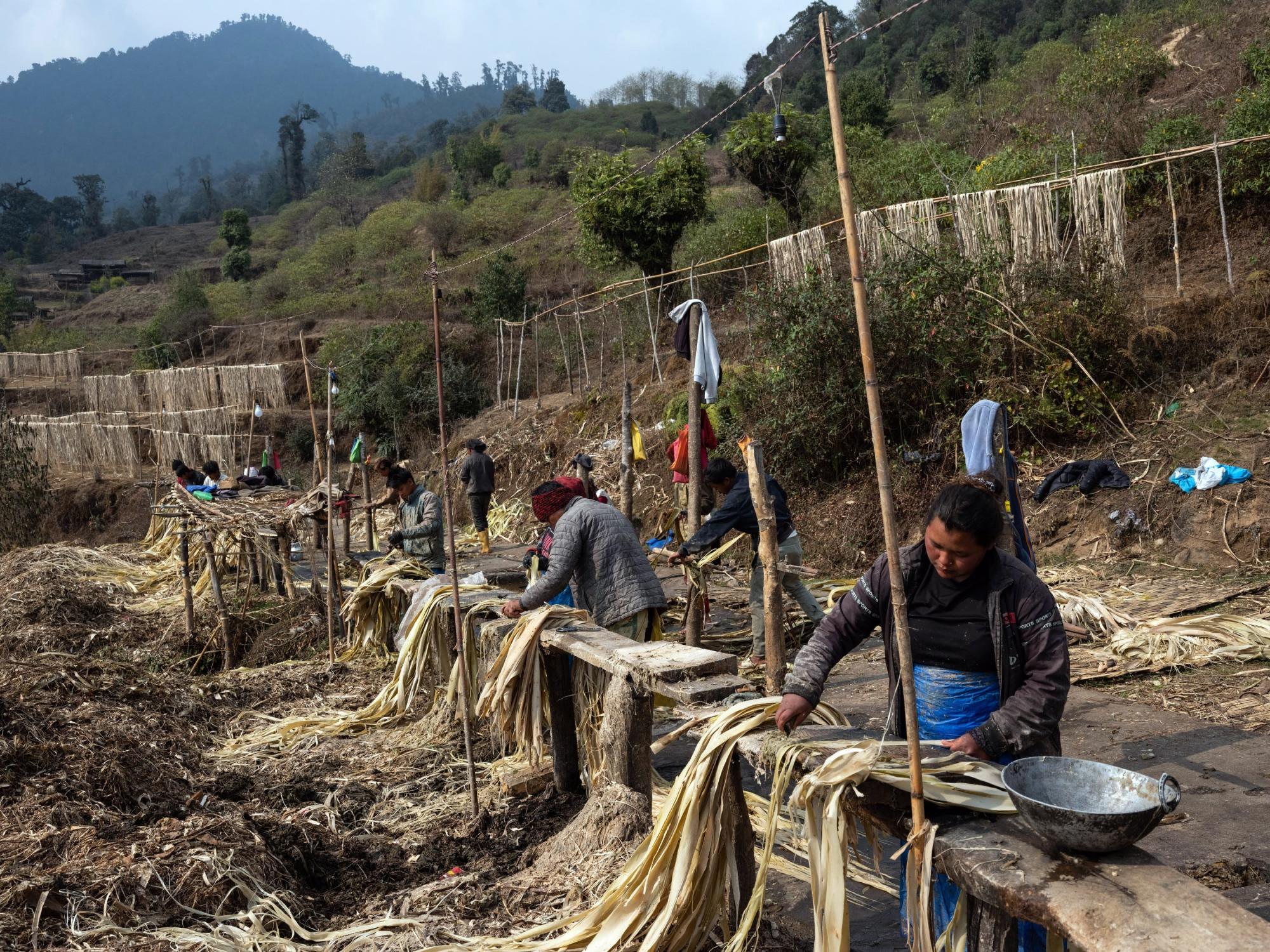 Entenda como uma planta rara faz o Nepal lucrar com o papel-moeda do Japão