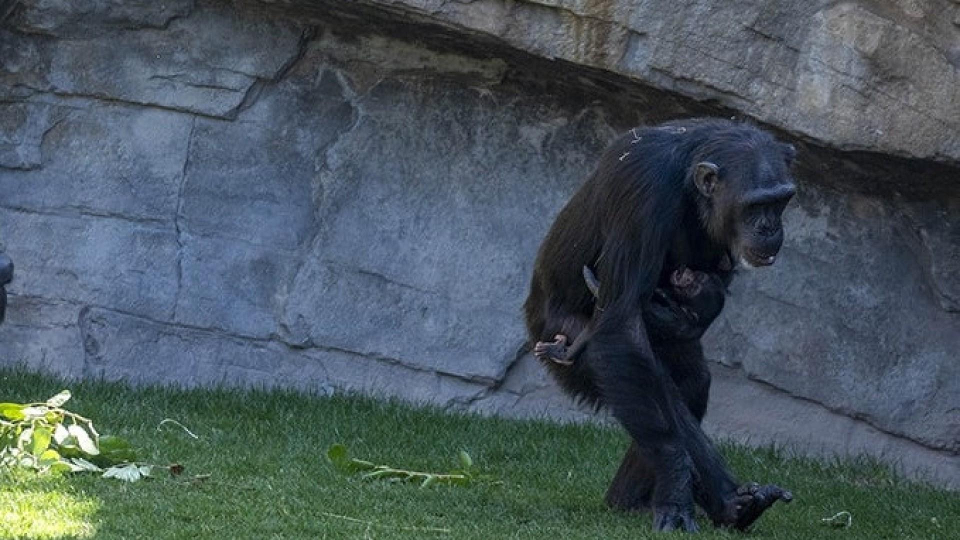 Chimpanzé carrega o corpo da sua cria ao colo há meses: ‘Dor da perda’