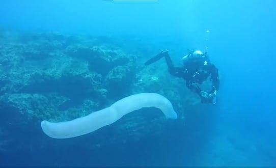 Pirossomas: entenda quem são as criaturas de até 18 m que ameaçam o ecossistema marinho