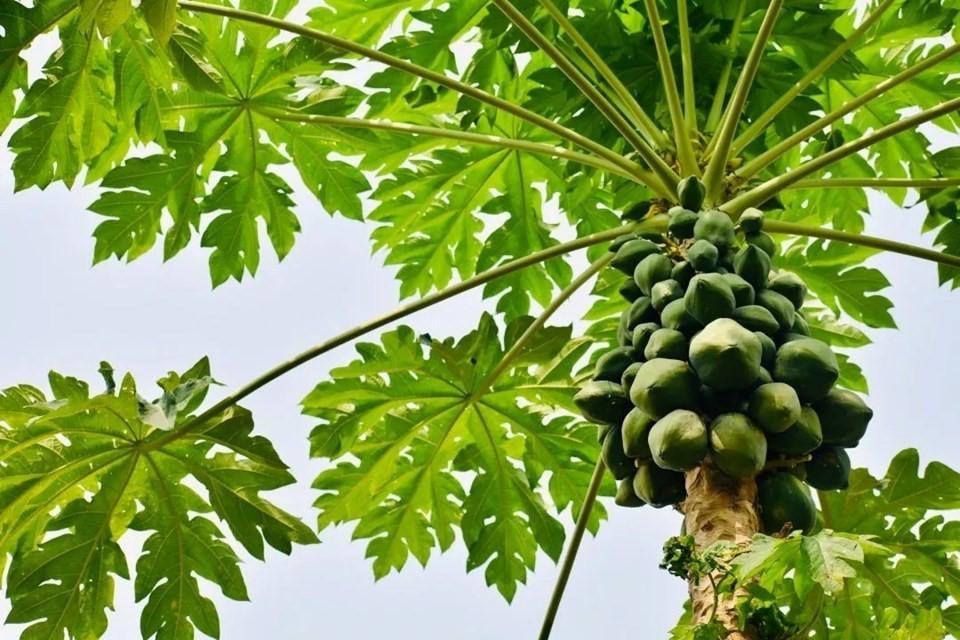 Espírito Santo é o maior produtor e exportador de mamão do Brasil