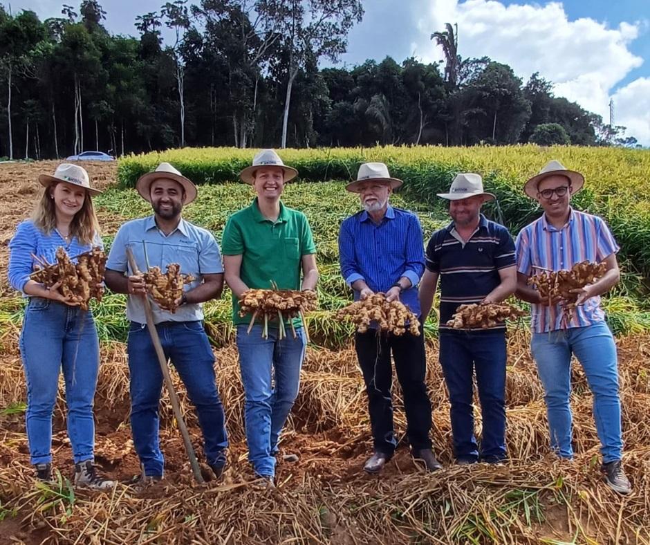 Dia Especial sobre a cultura do gengibre marca a abertura oficial da colheita da safra de 2024