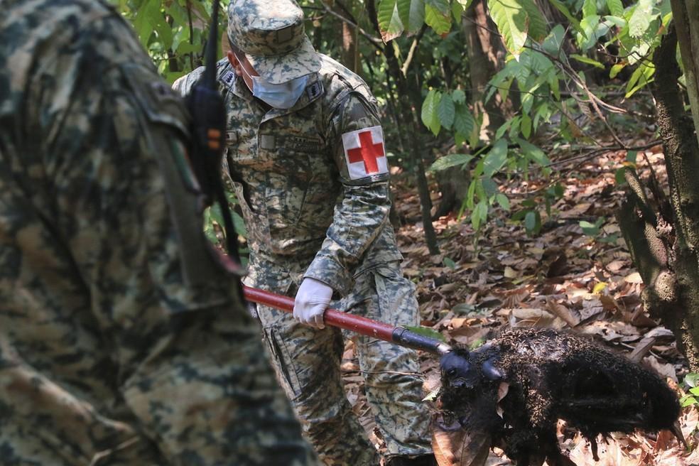 Calor extremo faz macacos caírem mortos de árvores