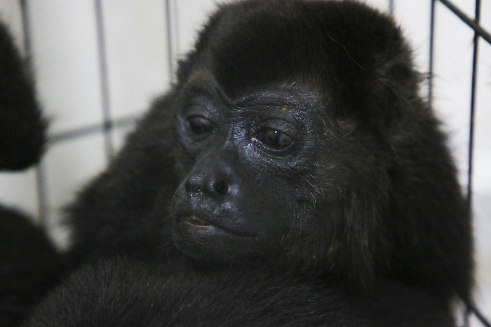 Calor extremo faz macacos caírem mortos de árvores