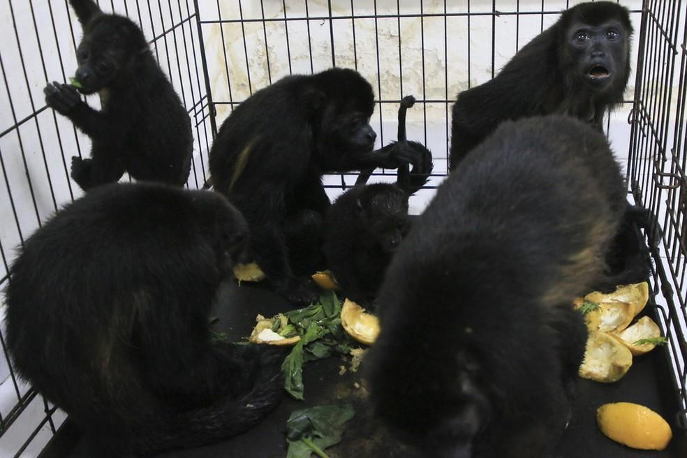 Calor extremo faz macacos caírem mortos de árvores