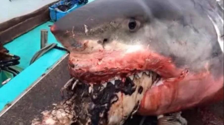 Tubarão morre ao engasgar com tartaruga gigante; veja fotos