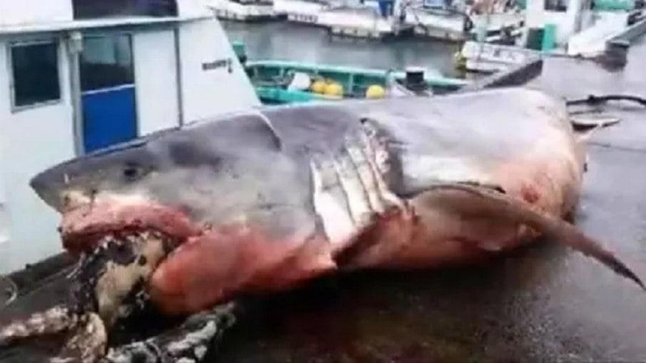 Tubarão morre ao engasgar com tartaruga gigante; veja fotos
