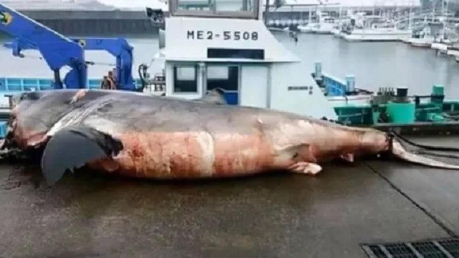 Tubarão morre ao engasgar com tartaruga gigante; veja fotos
