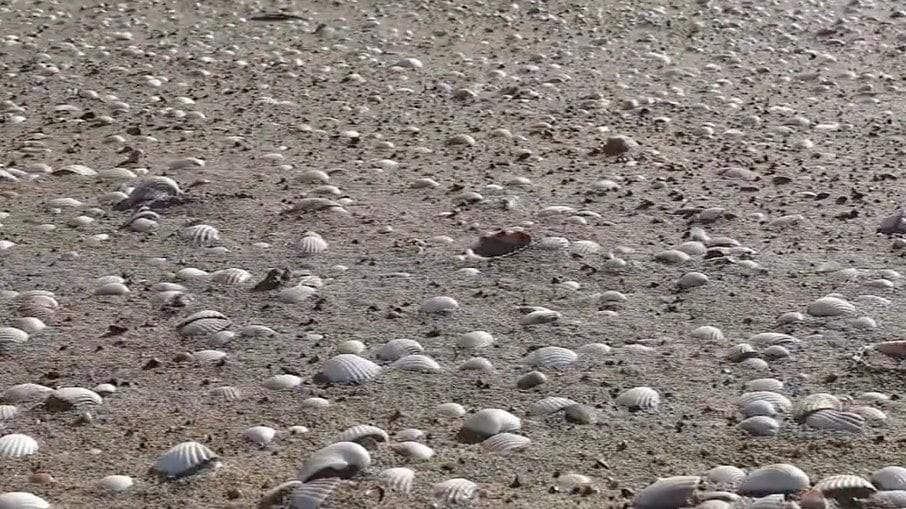 Mulher é multada em R$ 450 mil após filhos pegarem mariscos de praia