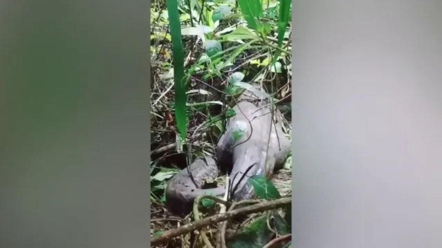 Mulher é engolida por cobra píton de 5 metros, na Indonésia