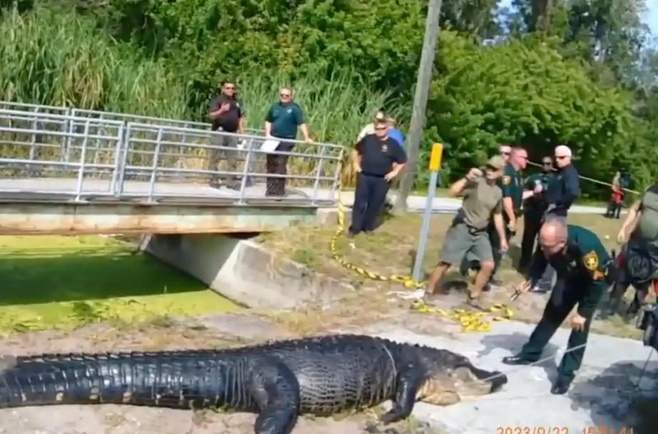 Crocodilo devora mulher e anda com estômago inchado nas ruas
