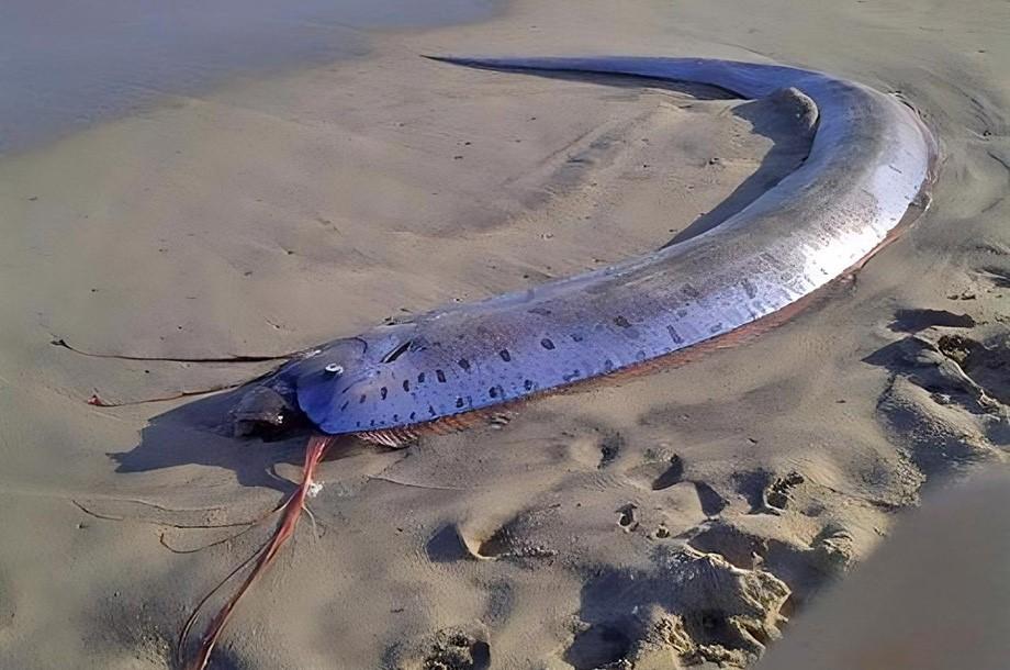 Peixe que ‘prevê terremoto’ gera medo ao aparecer na costa do México e Vietnam