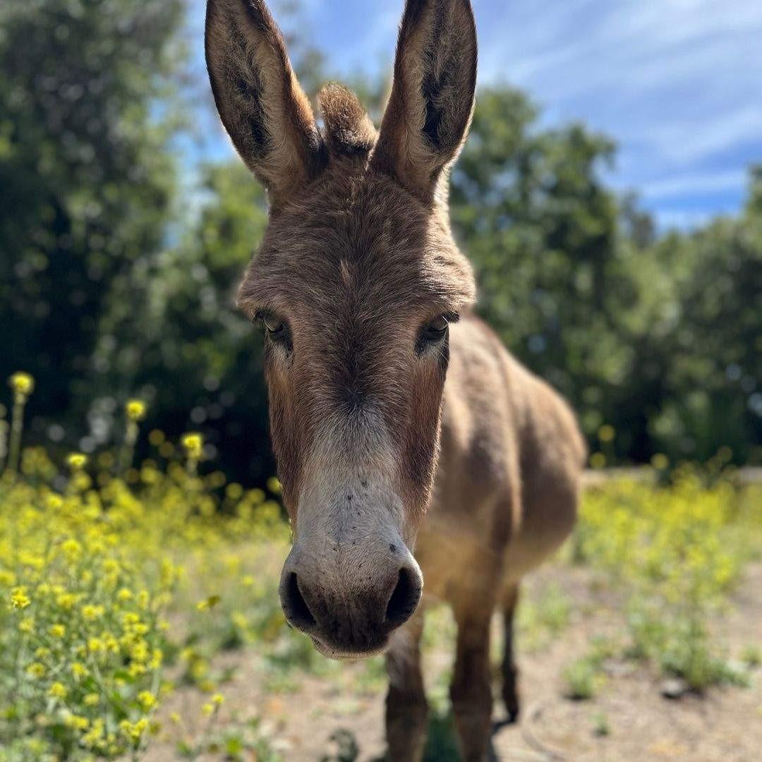 Burro que serviu de inspiração para 