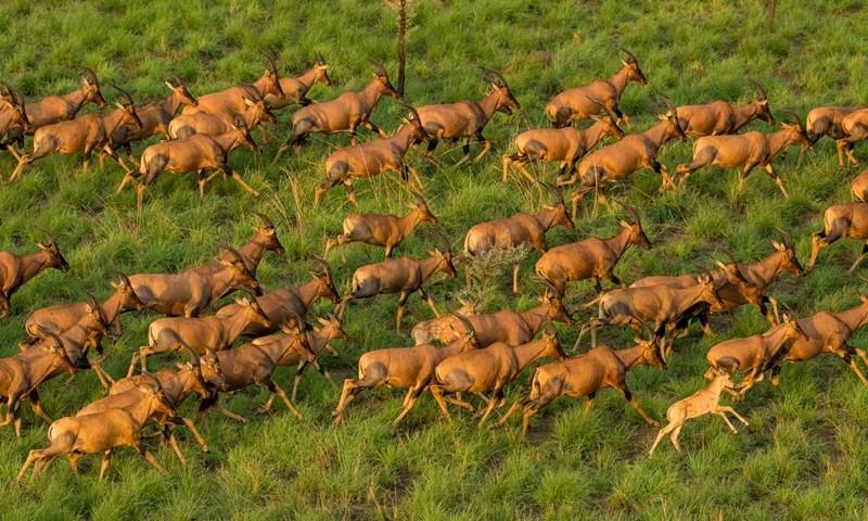 Seis milhões de antílopes e a maior migração de animais terrestres do planeta