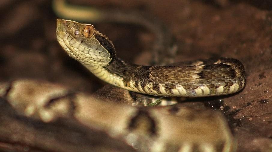 Picado por cobra, trabalhador devolve mordida e final é chocante