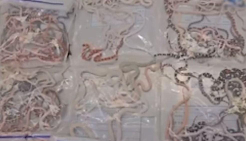 Homem é preso após tentar entrar na China com mais de 100 cobras vivas escondidas na calça