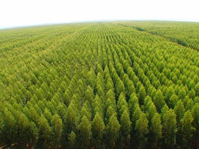 Criação de desertos verdes pode trazer impactos negativos ao Brasil