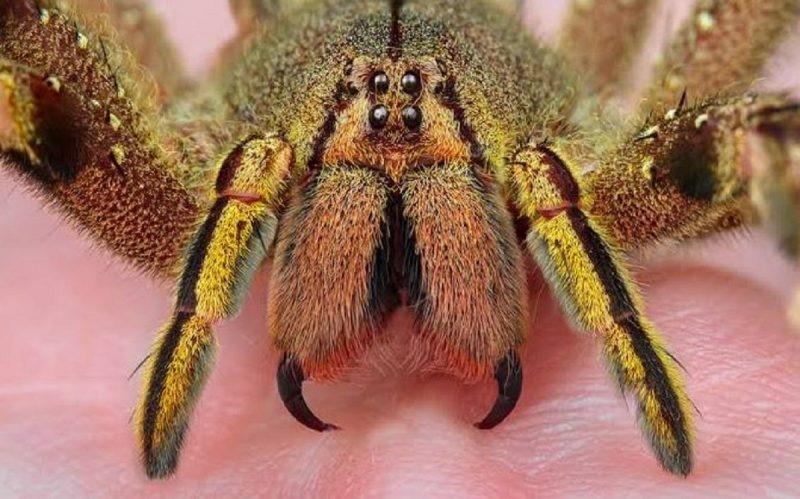 Brasil é território das aranhas mais perigosas do mundo; veja lista