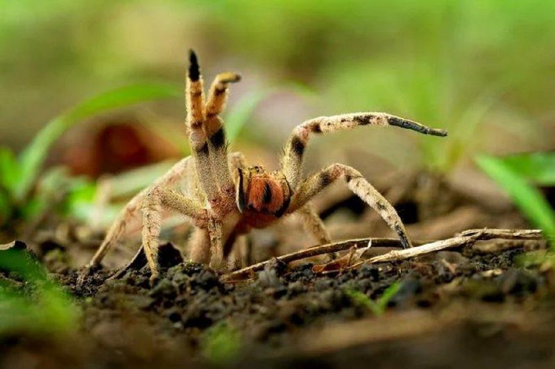 Brasil é território das aranhas mais perigosas do mundo; veja lista