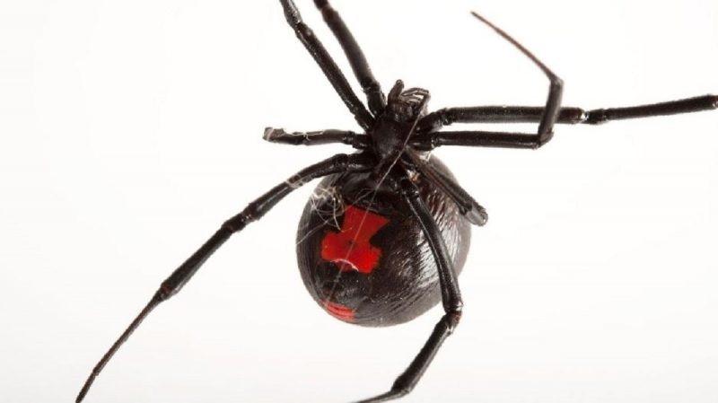 Brasil é território das aranhas mais perigosas do mundo; veja lista