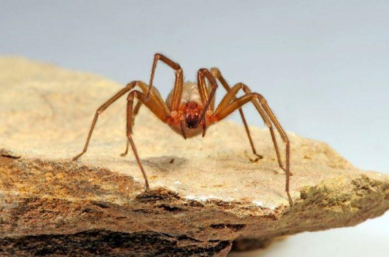Brasil é território das aranhas mais perigosas do mundo; veja lista
