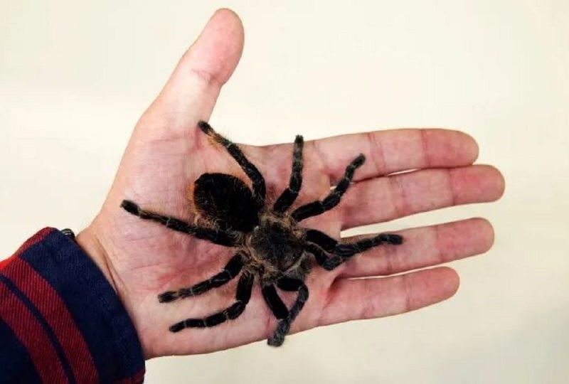 Brasil é território das aranhas mais perigosas do mundo; veja lista