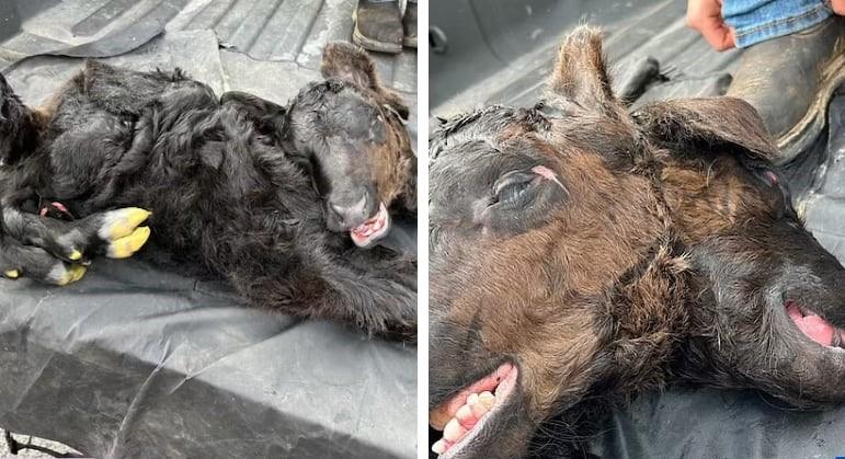 Bezerro mutante com duas cabeças nasce em fazenda