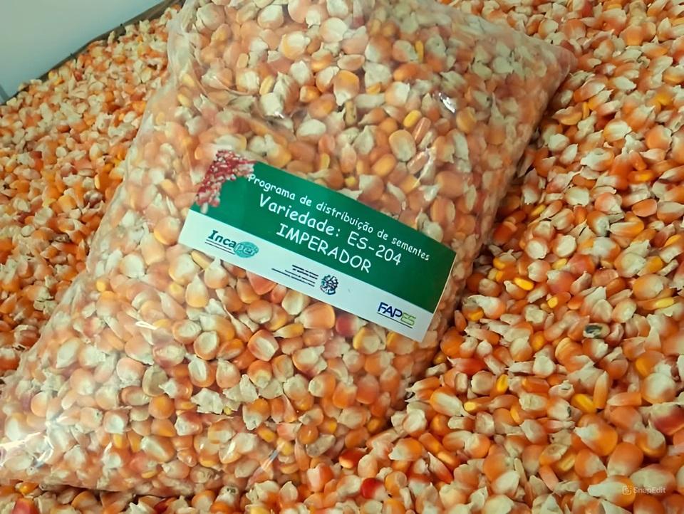 Agricultores familiares do ES recebem sementes para plantio de milho crioulo
