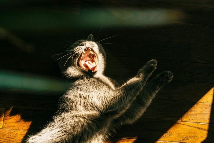 Homem sangra até a morte após ser atacado pelo próprio gato