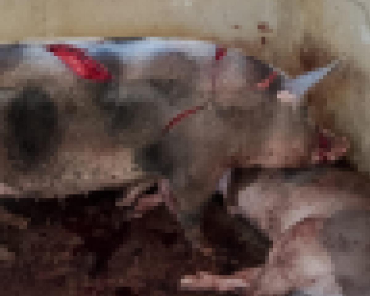 Polícia investiga homem suspeito de atacar animais e beber sangue