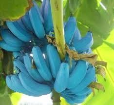 Pouco conhecida no Brasil, banana azul conquista paladares pelo mundo