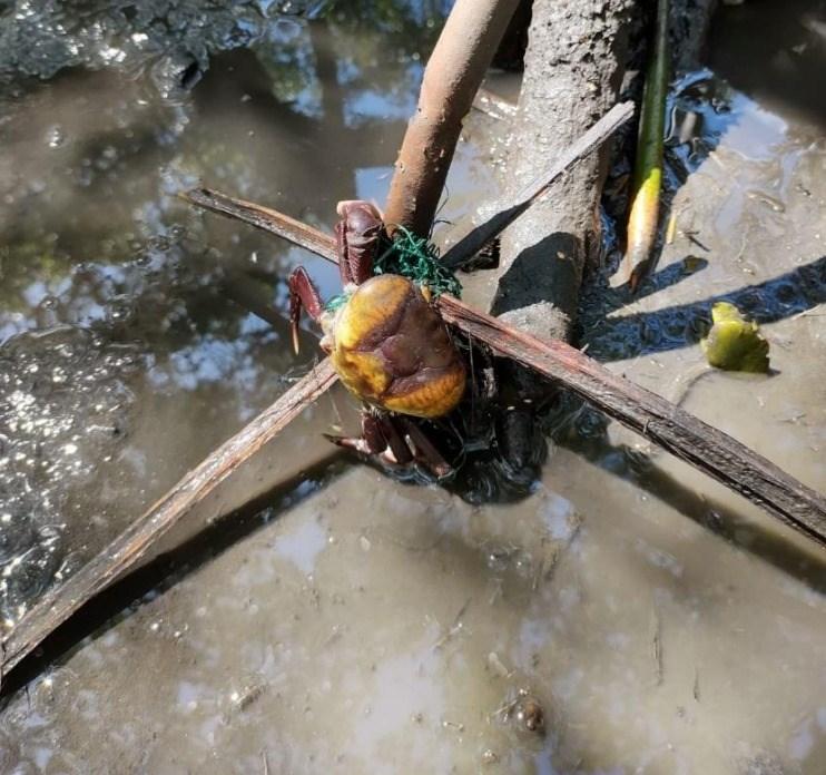 Iema divulga estudo sobre extração sustentável do Caranguejo-Uçá