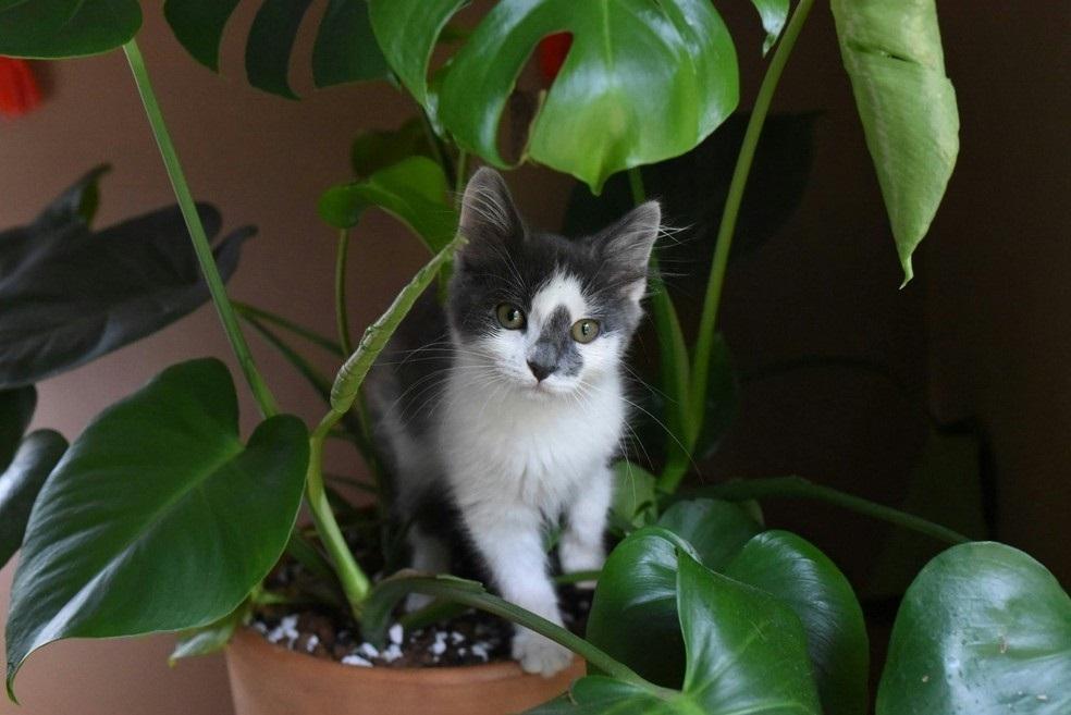 Gatos em casa: veja vantagens para a saúde e pontos de alerta na relação com os bichanos