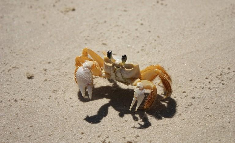 Caranguejo ornamental vivo: Brasil abre mercado para o Japão