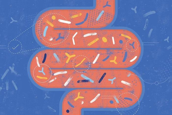 Cuidar da microbiota pode ajudar a combater a fragilidade entre idosos